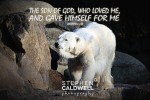Animals: Polar Bear - Gal 2 v 20